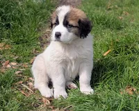 Shadow, a male Great Pyrenees and Saint Bernard for sale in Grand Prairie, TX – Photo 1 of 4