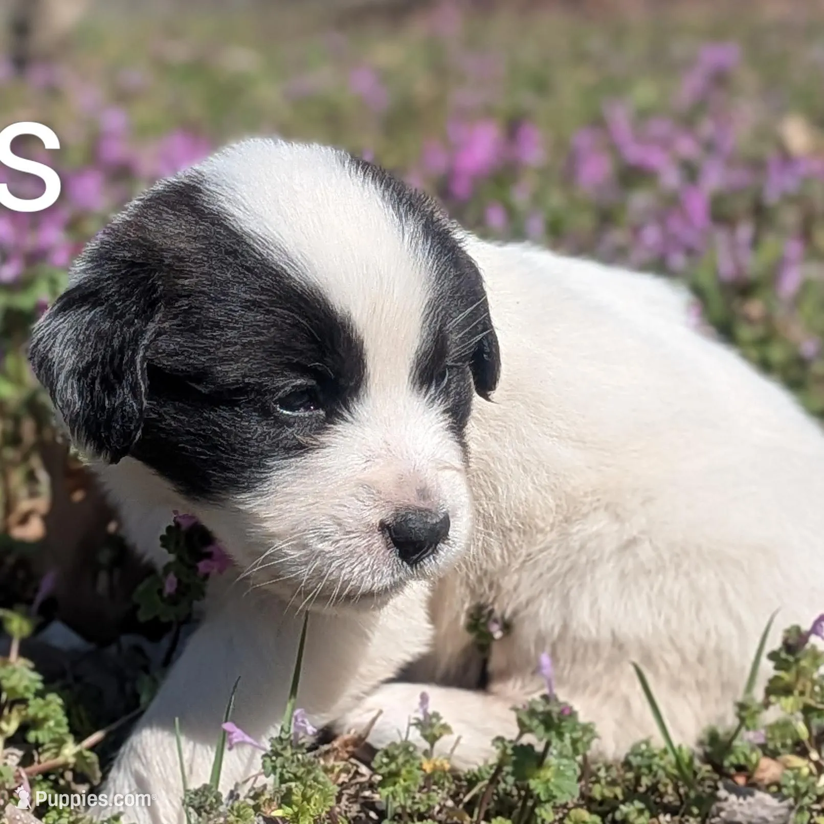 Elsa, a female Great Pyrenees and Saint Bernard for sale in Grand Prairie, TX – Photo 2 of 2