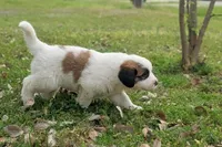 Baxter, a male Great Pyrenees and Saint Bernard for sale in Grand Prairie, TX – Photo 2 of 2