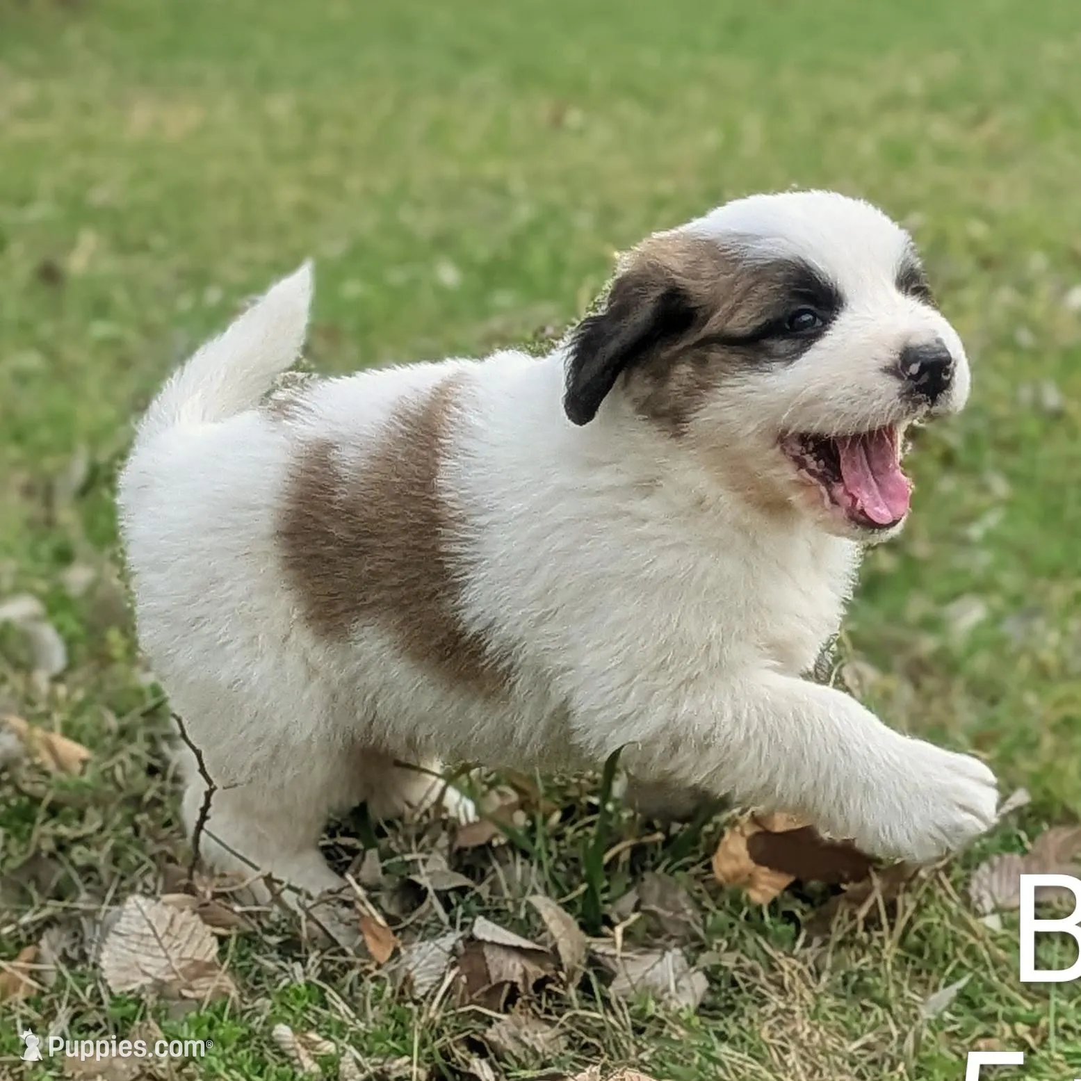 Baxter – Great Pyrenees, Saint Bernard puppy for sale in Grand Prairie, TX