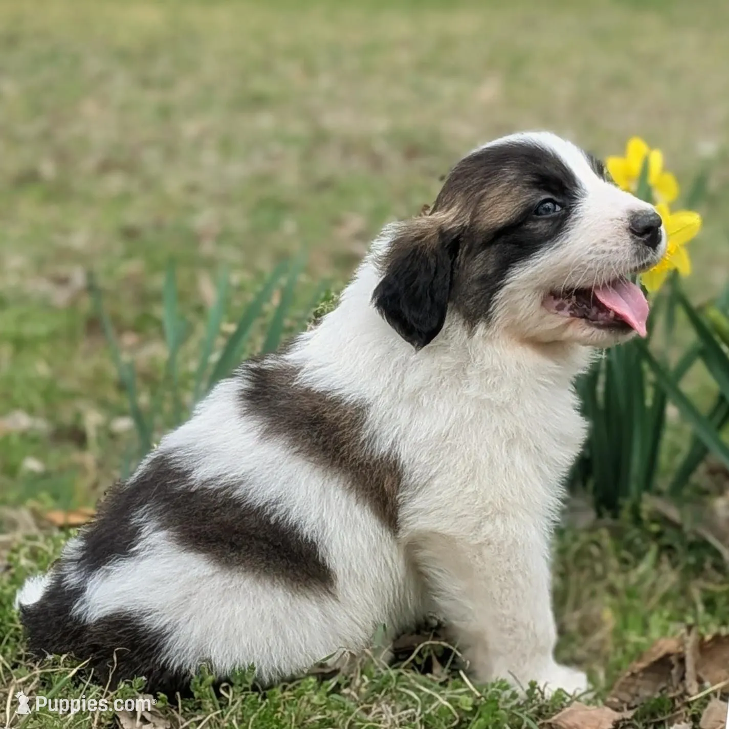 Blaze – Great Pyrenees, Saint Bernard puppy for sale in Grand Prairie, TX
