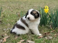 Blaze, a male Great Pyrenees and Saint Bernard for sale in Grand Prairie, TX – Photo 2 of 2