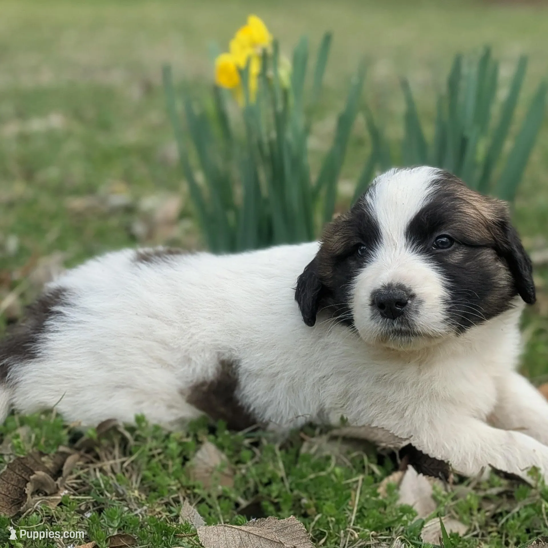 Dora – Great Pyrenees, Saint Bernard puppy for sale in Grand Prairie, TX