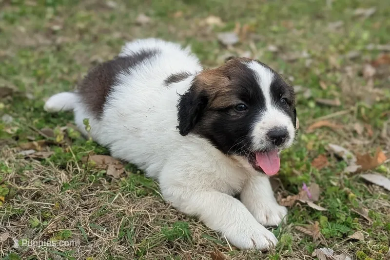Scout – Great Pyrenees, Saint Bernard puppy for sale in Grand Prairie, TX