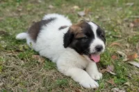 Scout, a male Great Pyrenees and Saint Bernard for sale in Grand Prairie, TX – Photo 1 of 2