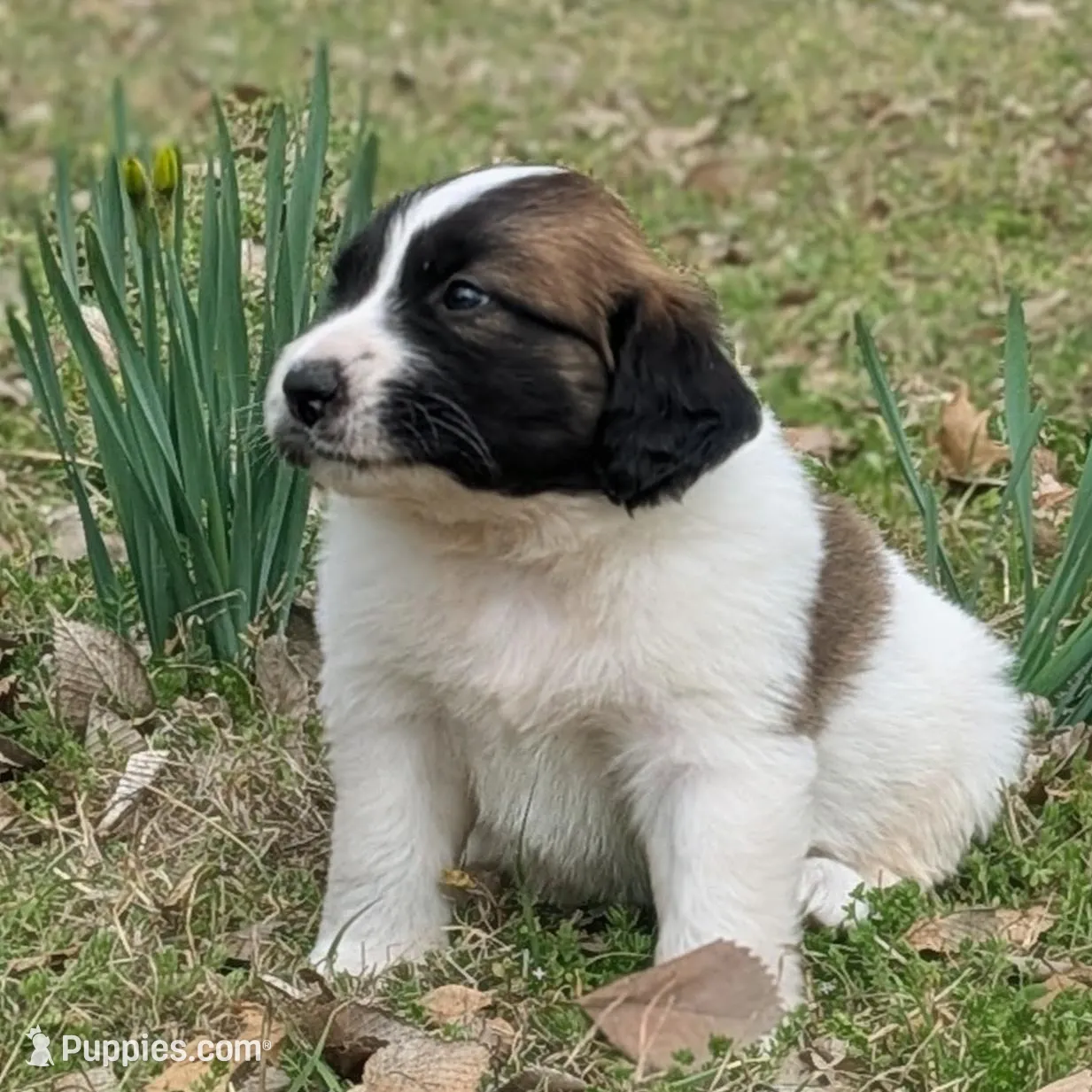 Scout, a male Great Pyrenees and Saint Bernard for sale in Grand Prairie, TX – Photo 2 of 2