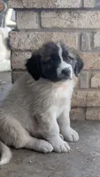 Scout, a male Great Pyrenees and Saint Bernard for sale in Grand Prairie, TX – Photo 3 of 4