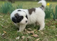 Galahad, a male Great Pyrenees and Saint Bernard for sale in Grand Prairie, TX – Photo 2 of 2