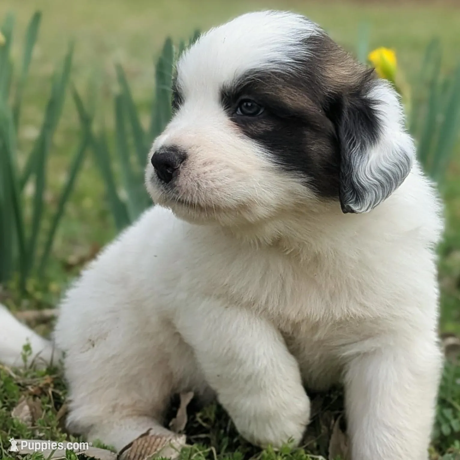 Galahad – Great Pyrenees, Saint Bernard puppy on hold in Grand Prairie, TX