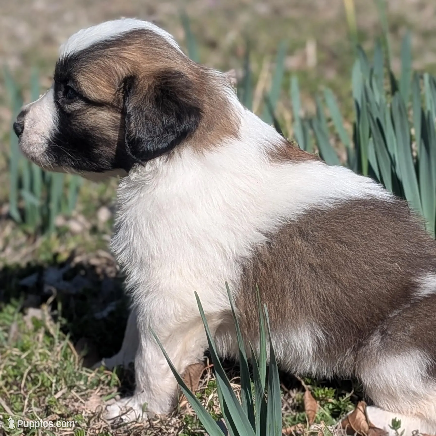 Bonnie, a female Great Pyrenees and Saint Bernard for sale in Grand Prairie, TX – Photo 2 of 2
