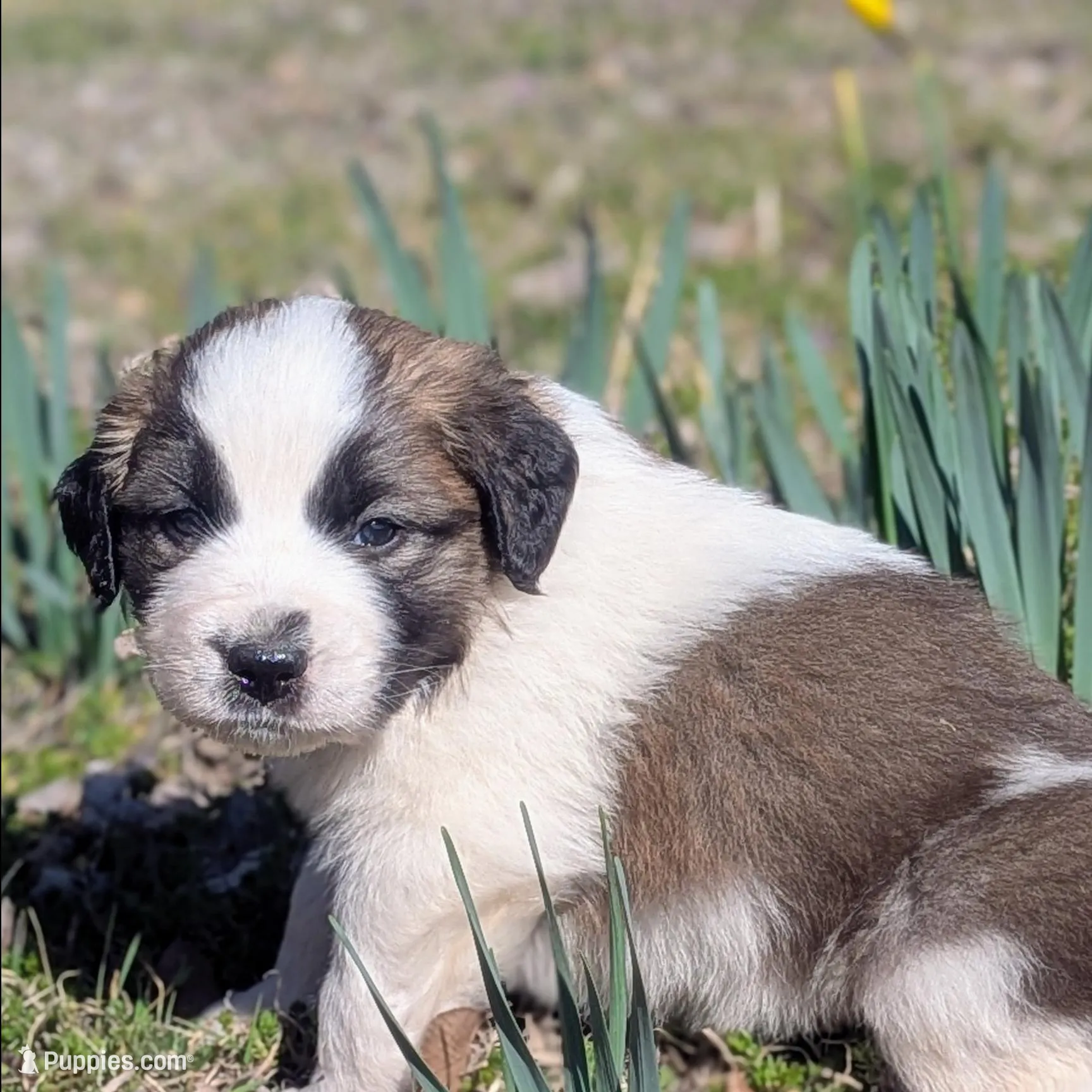 Bonnie, a female Great Pyrenees and Saint Bernard for sale in Grand Prairie, TX – Photo 1 of 2