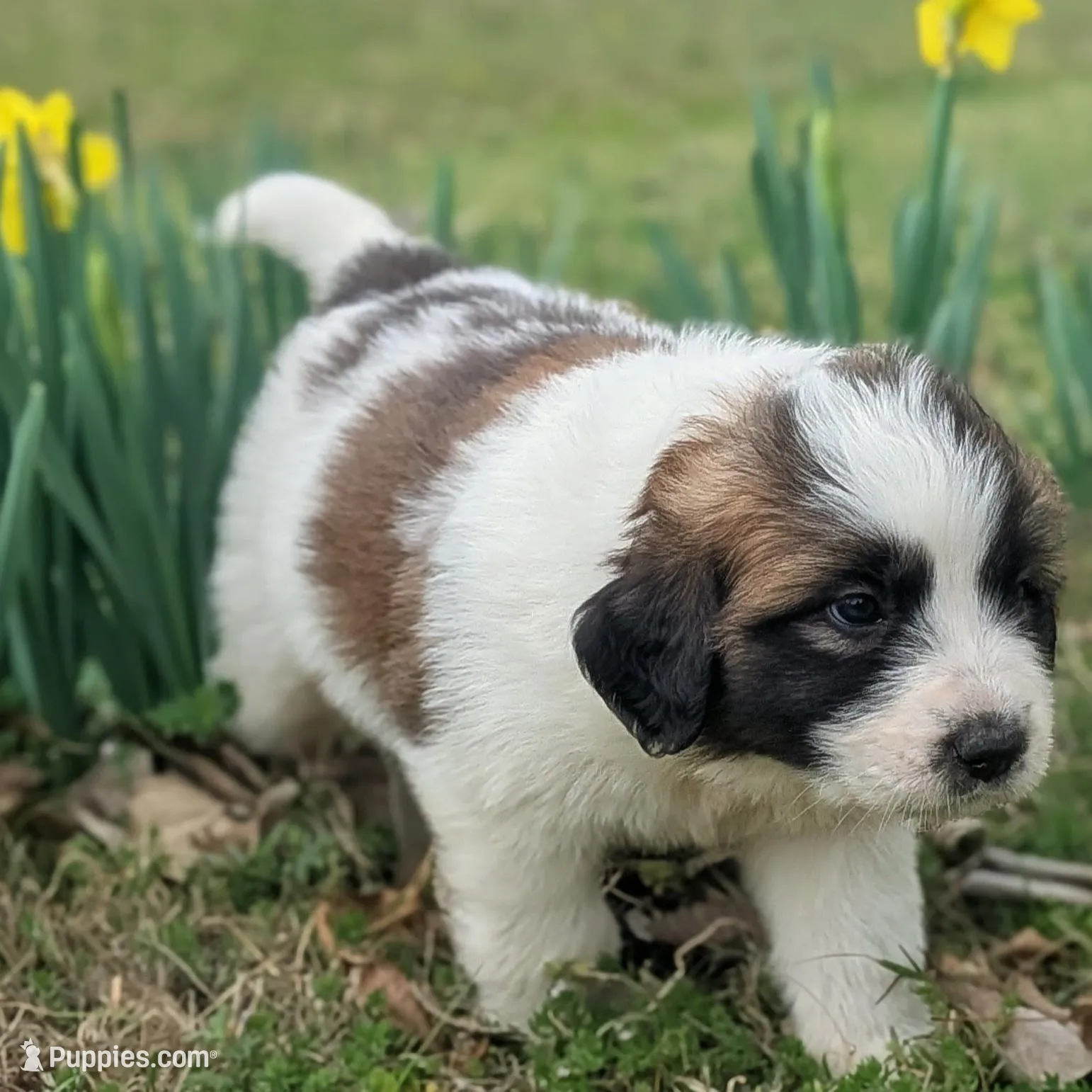 Elaine – Great Pyrenees, Saint Bernard puppy for sale in Grand Prairie, TX