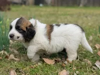Elaine, a female Great Pyrenees and Saint Bernard for sale in Grand Prairie, TX – Photo 2 of 2