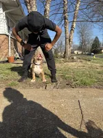 Purple , a female American Bully for sale in St. Louis, MO – 3 of 5