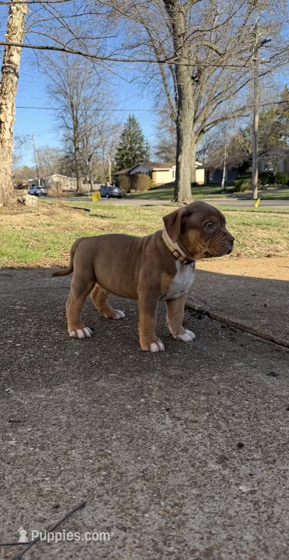 Brown – American Bully puppy for sale in St. Louis, MO