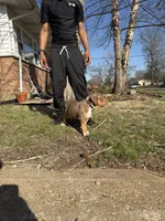 Purple , a female American Bully for sale in St. Louis, MO – 5 of 5