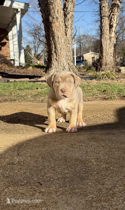 Green – American Bully puppy for sale in St. Louis, MO