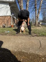 Purple , a female American Bully for sale in St. Louis, MO – 2 of 5