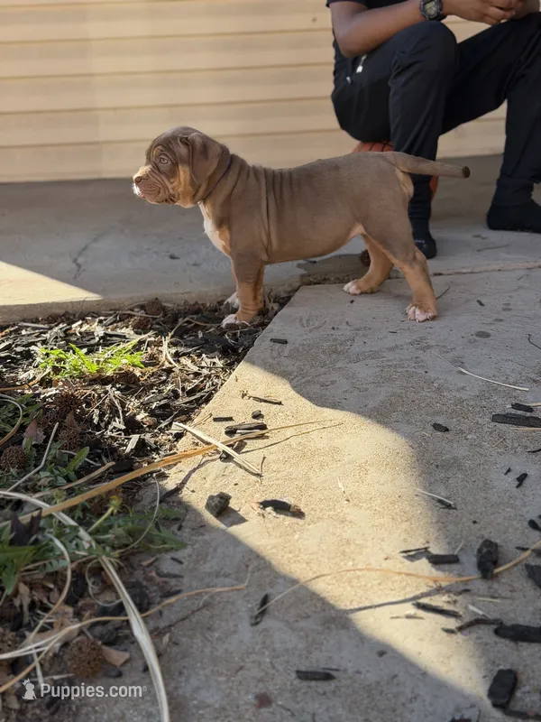 Purple  – American Bully puppy for sale in St. Louis, MO