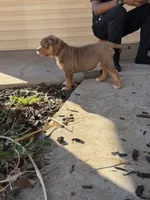 Purple , a female American Bully for sale in St. Louis, MO – 1 of 5