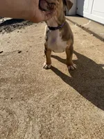 Purple , a female American Bully for sale in St. Louis, MO – 4 of 5