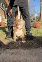 Red, a male American Bully for sale in St. Louis, MO – Photo 2 of 4