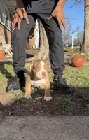 Red, a male American Bully for sale in St. Louis, MO – Photo 4 of 4