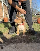 Red, a male American Bully for sale in St. Louis, MO – Photo 6 of 7