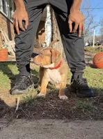 Red, a male American Bully for sale in St. Louis, MO – Photo 5 of 7
