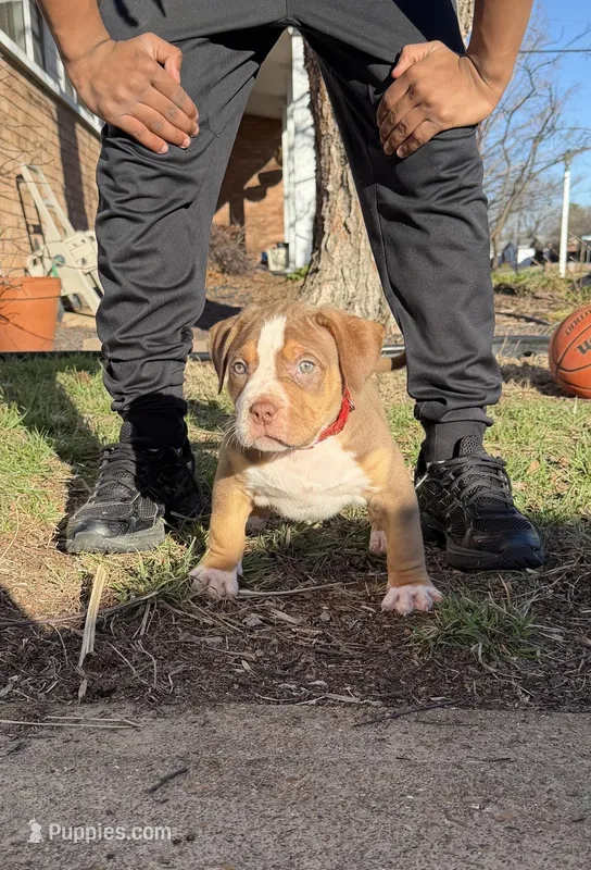 Red – American Bully puppy for sale in St. Louis, MO