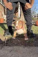 Red, a male American Bully for sale in St. Louis, MO – Photo 1 of 4