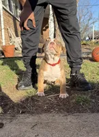 Red, a male American Bully for sale in St. Louis, MO – Photo 3 of 4