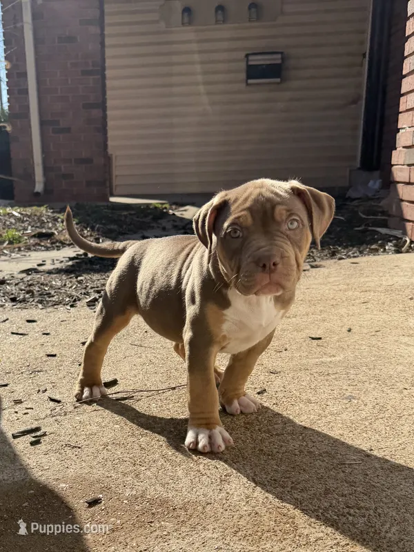 Purple  – American Bully puppy for sale in St. Louis, MO