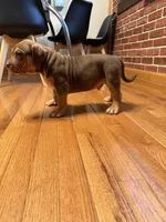 Blue , a male American Bully for sale in St. Louis, MO – Photo 5 of 6