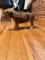 Blue , a male American Bully for sale in St. Louis, MO – Photo 2 of 6