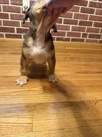 Blue , a male American Bully for sale in St. Louis, MO – Photo 4 of 6