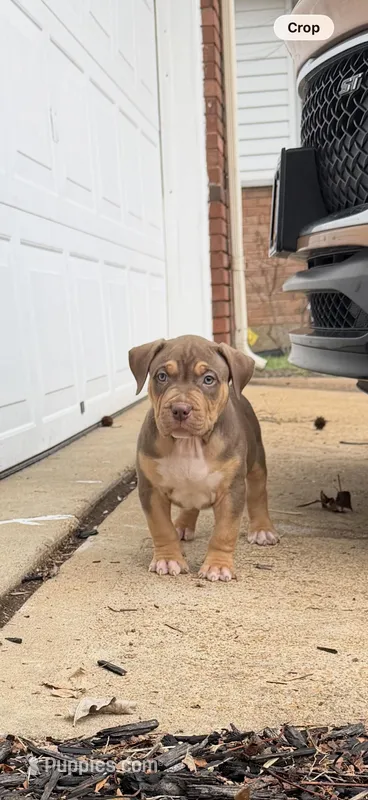 Blue  – American Bully puppy for sale in St. Louis, MO