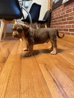 Blue , a male American Bully for sale in St. Louis, MO – Photo 3 of 6