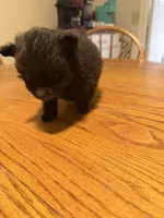 Ready to be named, a male Pomchi for sale in Batesville, AR – 4 of 4