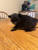 Ready to be named, a male Pomchi for sale in Batesville, AR – 3 of 4