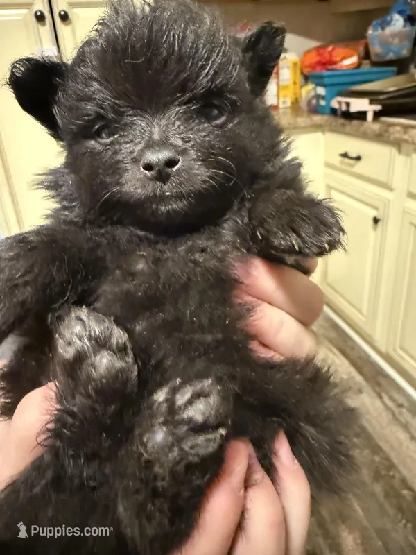 Ready to be named – Pomchi puppy for sale in Batesville, AR