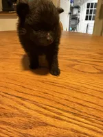 Ready to be named, a male Pomchi for sale in Batesville, AR – 2 of 4