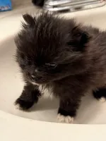 Oreo, a male Pomeranian for sale in Batesville, AR – Photo 7 of 9