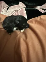 Oreo, a male Pomeranian for sale in Batesville, AR – Photo 4 of 9