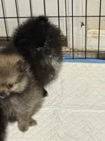 Oreo, a male Pomeranian for sale in Batesville, AR – Photo 6 of 9