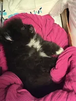 Oreo, a male Pomeranian for sale in Batesville, AR – Photo 5 of 9