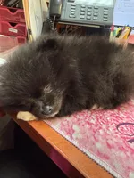 Oreo, a male Pomeranian for sale in Batesville, AR – Photo 9 of 9