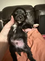 Oreo, a male Pomeranian for sale in Batesville, AR – Photo 3 of 9