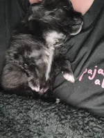 Oreo, a male Pomeranian for sale in Batesville, AR – Photo 2 of 9