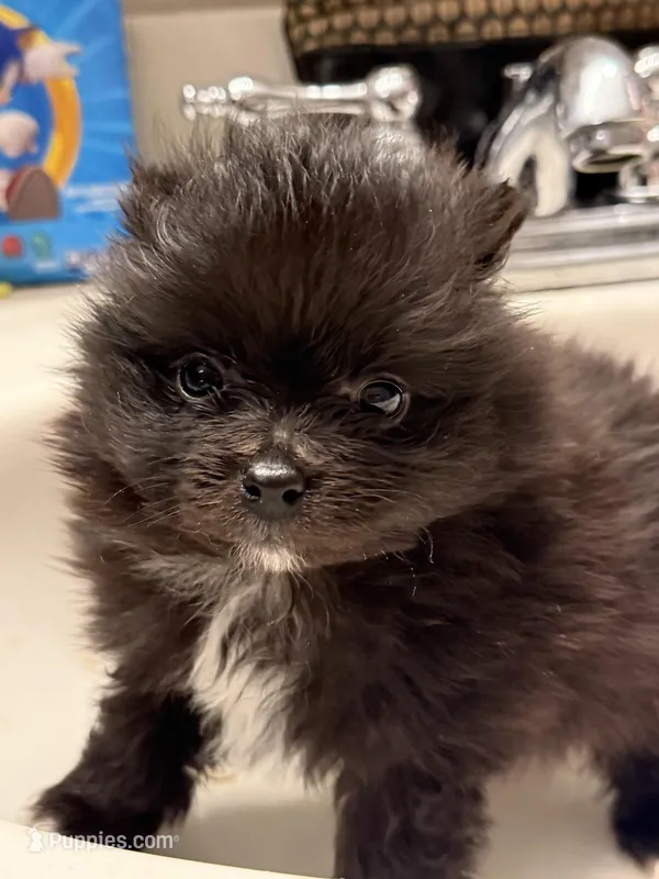Oreo – Pomeranian puppy for sale in Batesville, AR